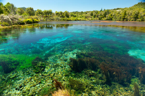 Golden Bay Pupu Springs