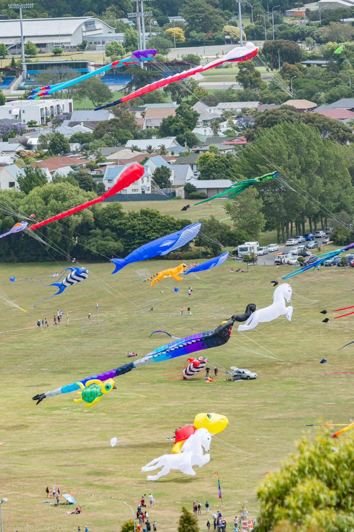 Nelson Kite Festival