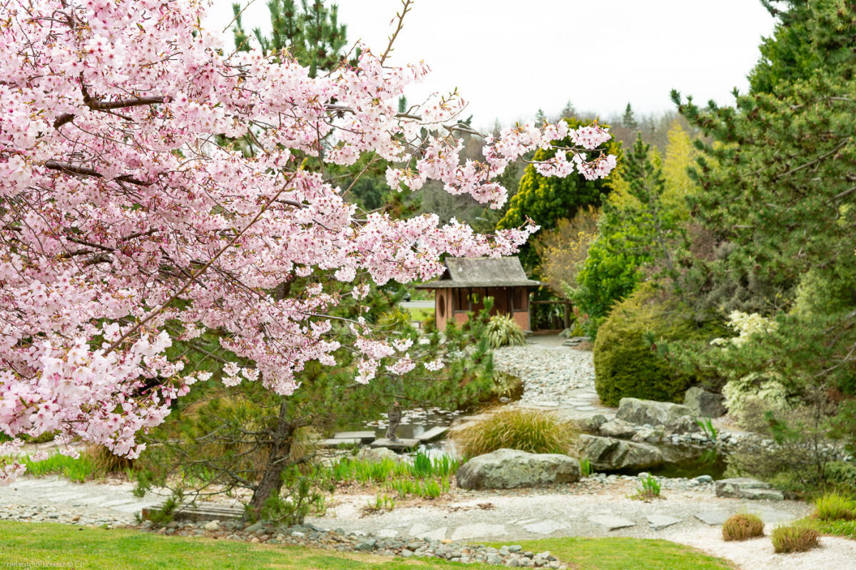Japanese Miyazu Garden Nelson Cherry Blossom