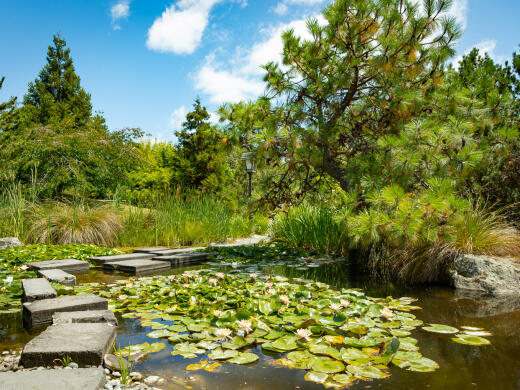 Japanese Miyazu Garden Nelson Lotus Pond