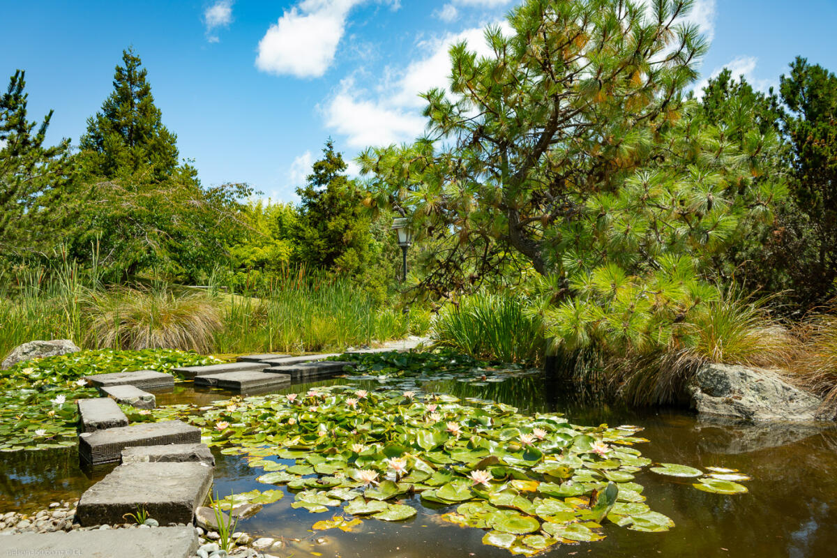 Japanese Miyazu Garden Nelson Lotus Pond