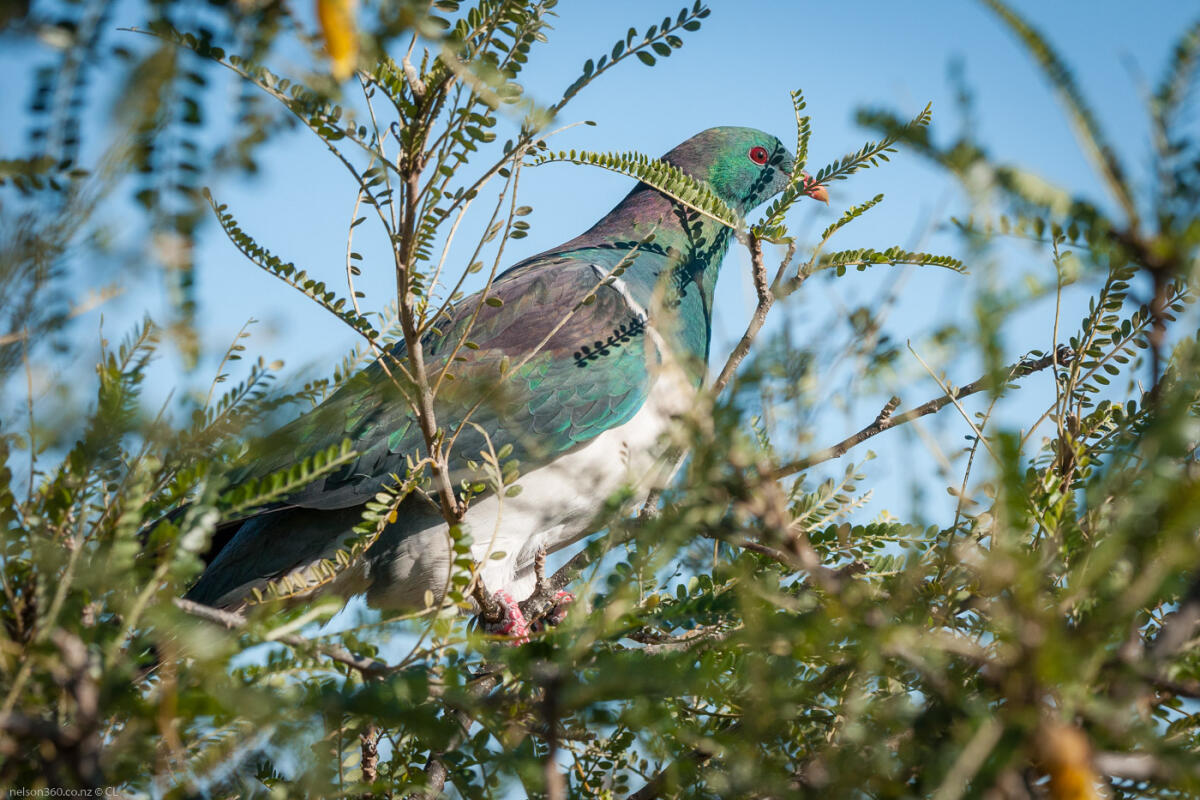 Kereru Wood Pigeon Kowhai Tree Centre Of NZ