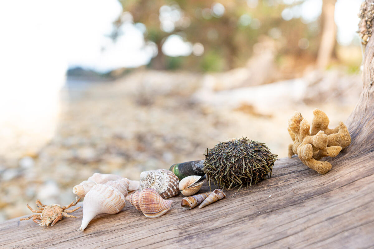Kina Beach Findings