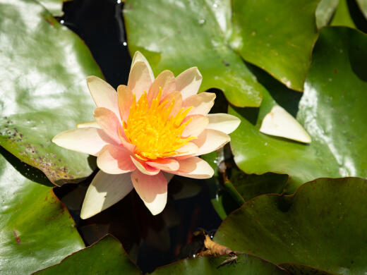 Miyazu Garden Nelson Lotus Flower