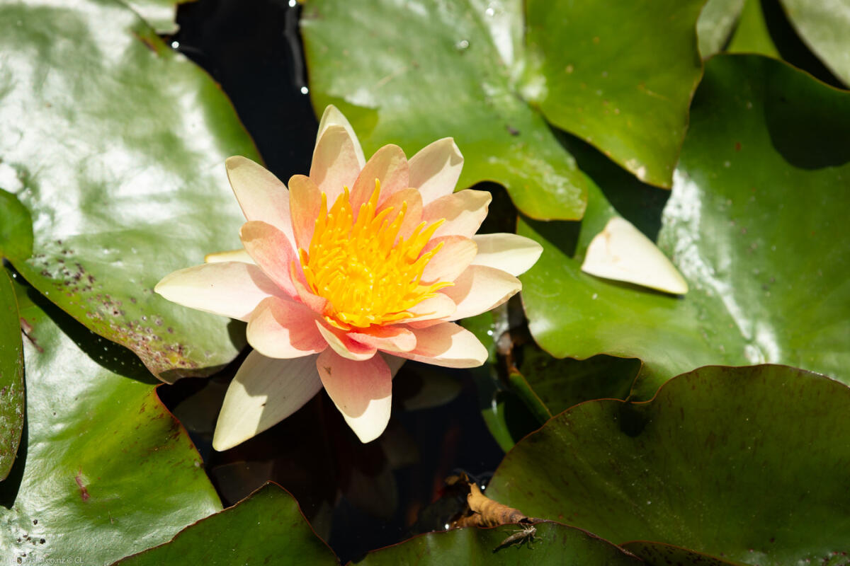 Miyazu Garden Nelson Lotus Flower