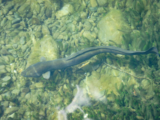 Nelson Lakes Eel