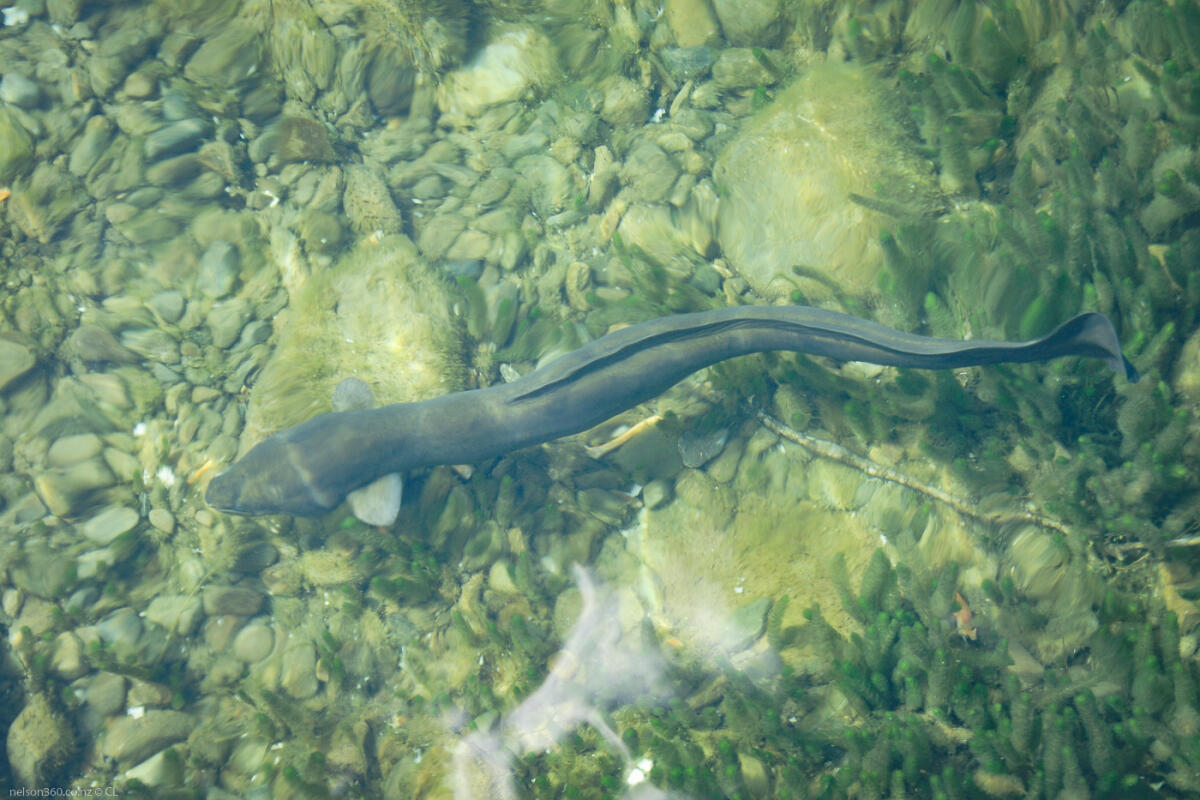 Nelson Lakes Eel