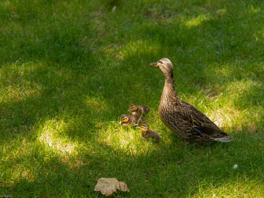 Nelson Queens Gardens Ducks