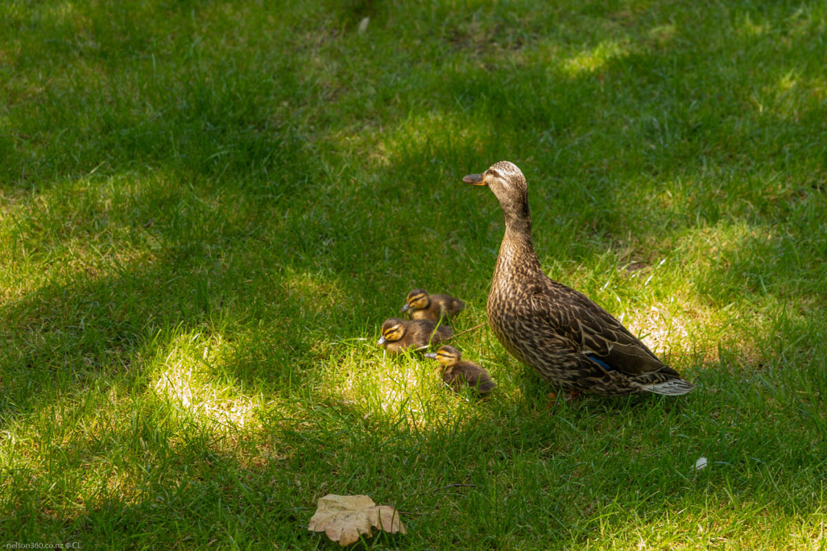 Nelson Queens Gardens Ducks