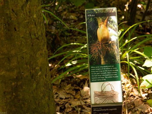 Nelson Queens Gardens Nikau Palm