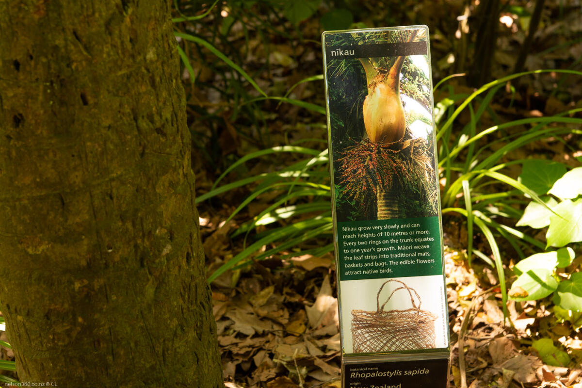 Nelson Queens Gardens Nikau Palm