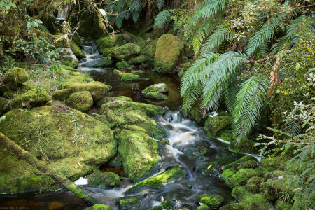 Oparara Basin Stream