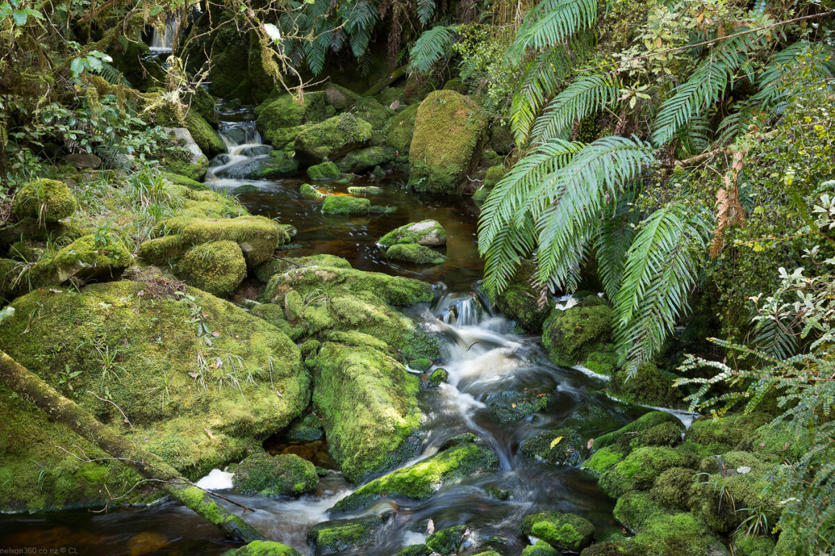 Oparara Basin Stream
