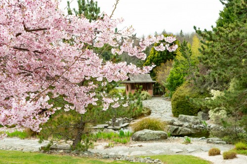 Miyazu Japanese Garden