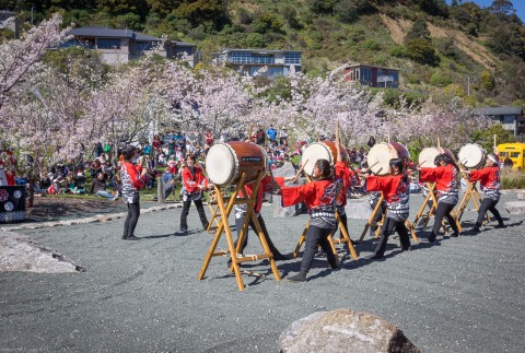 Nelson Miyazu Japanese Garden, Cherry Blossom Festival, 