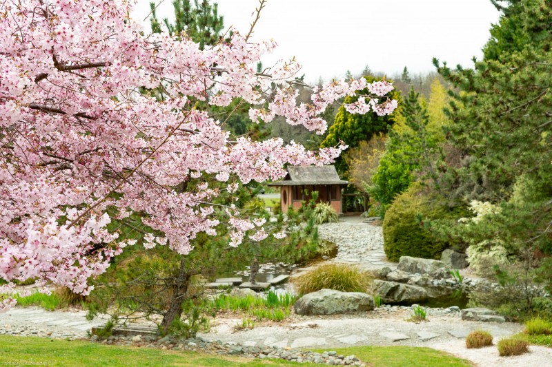 Nelson Miyazu Garden, Cherry Blossom, 