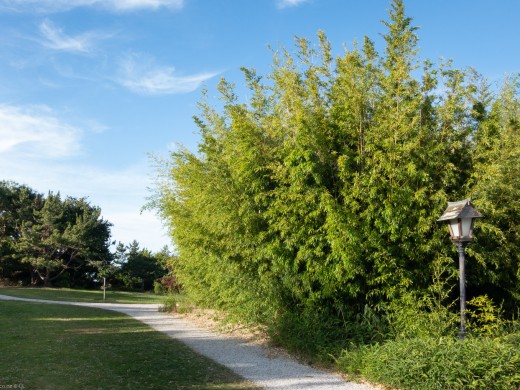 Japanese Garden Nelson, Bamboo Forest, 