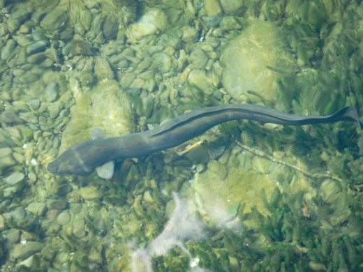 Nelson Lakes Eel , 